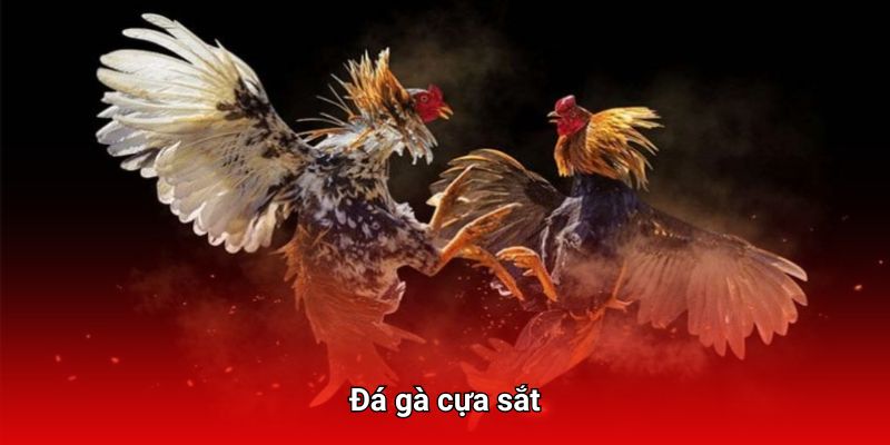 Đá gà cựa sắt đầy kịch tính tại nhà cái uy tín