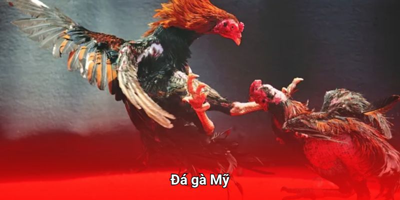 Đá gà tại 789win kiểu mỹ với những chiến kê sức mạnh vượt trội