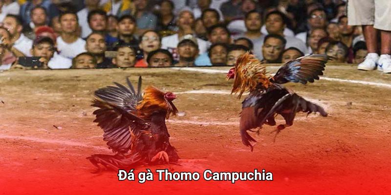 Đá gà Thomo lừng danh Đông Nam Á
