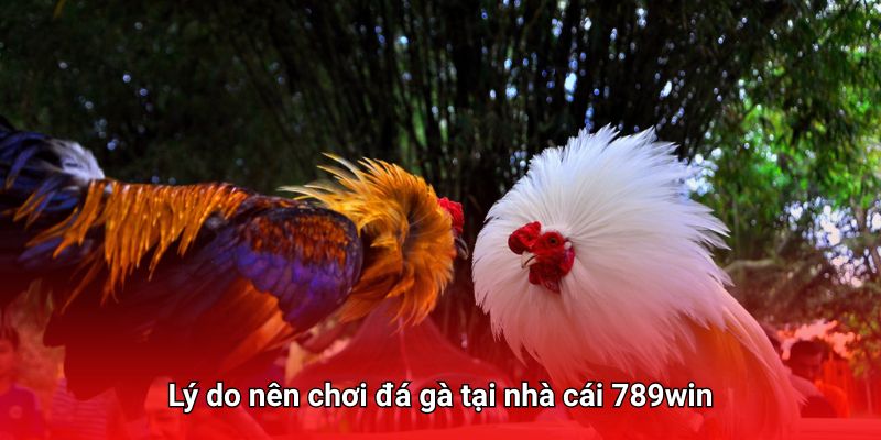 Nhà cái phá sóng trực tiếp đá gà 789win với hình ảnh full HD