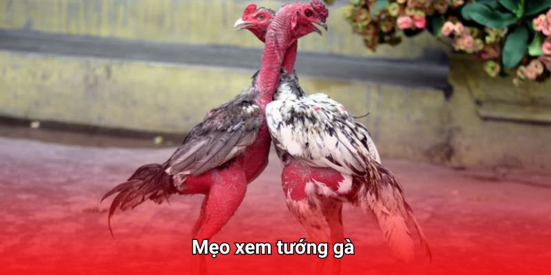 Cách soi tướng chiến kê trước trận đấu đá gà 789win