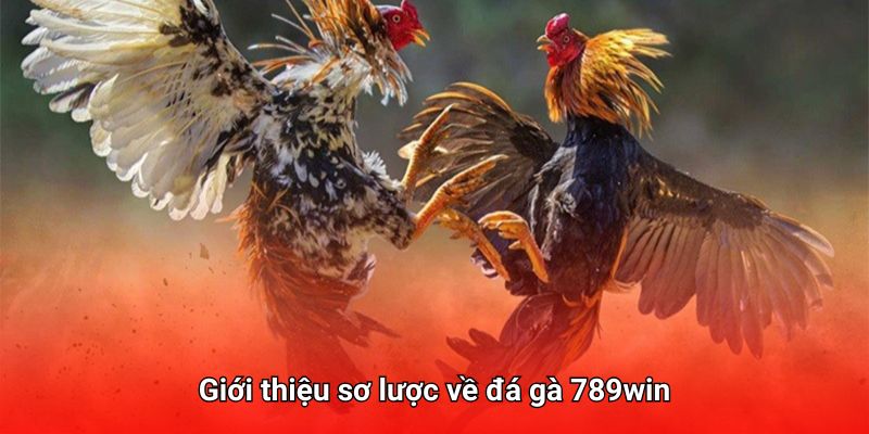 Vài nét về sảnh đá gà 789win